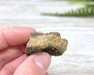 Druzy Fossil Wood Specimen #7