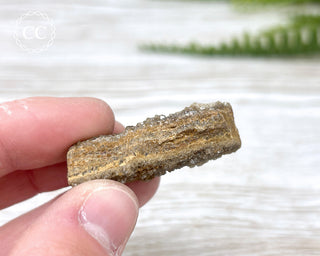 Druzy Fossil Wood Specimen #8