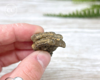 Druzy Fossil Wood Specimen #9