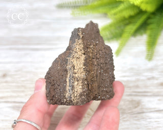 Druzy Permineralised Fossil Wood #1
