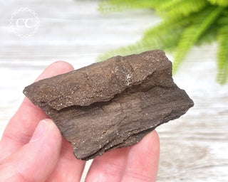 Druzy Permineralised Fossil Wood #7