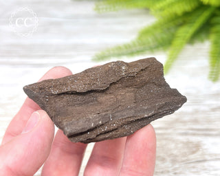 Druzy Permineralised Fossil Wood #7