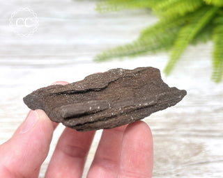 Druzy Permineralised Fossil Wood #7