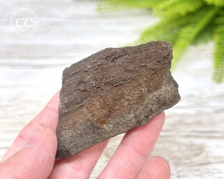 Druzy Permineralised Fossil Wood #7