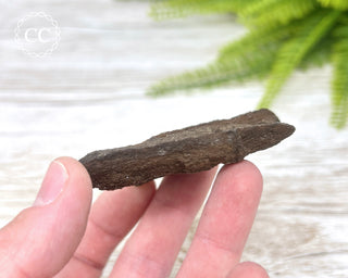 Druzy Permineralised Fossil Wood #7