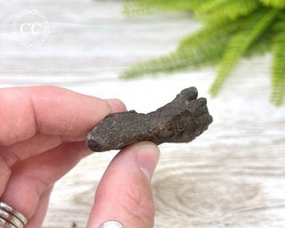 Druzy Permineralised Fossil Wood #7