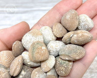 Fossil Clam | Bivalve