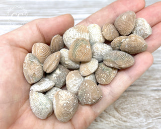 Fossil Clam | Bivalves in hand