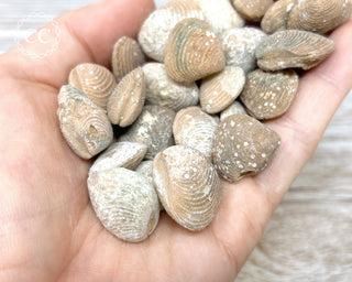 Fossil Clam | Bivalve