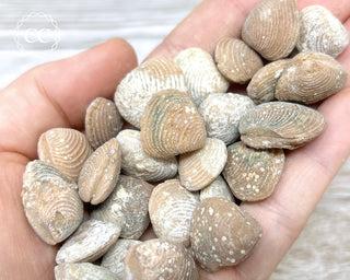 Fossil Clam | Bivalve