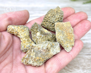 A hand holding 5 pieces of fossil Coral
