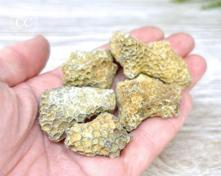Fossil Coral