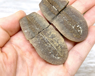 Fossil Fern Pecopteris - Illinois #2