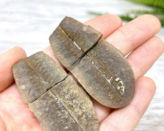 Fossil Fern Pecopteris - Illinois #2