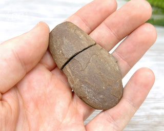 Fossil Fern Pecopteris - Illinois #2