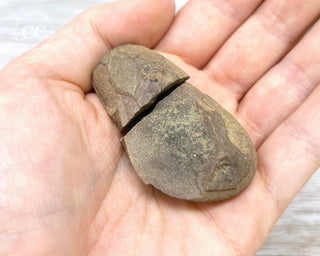 Fossil Fern Pecopteris - Illinois #2