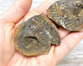 Fossil Fern Pecopteris - Illinois #4