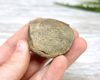 Fossil Fern Pecopteris - Illinois #4