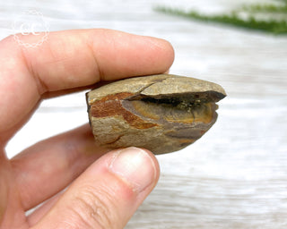 Fossil Fern Pecopteris - Illinois #4