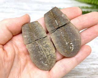 Fossil Fern Pecopteris - Illinois #2