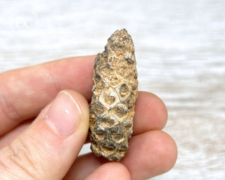 Fossil Agate Horsetail Seed Pod #13