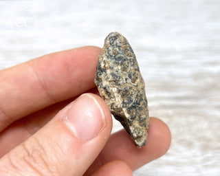 Fossil Agate Horsetail Seed Pod #4