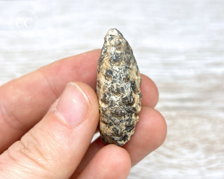 Fossil Agate Horsetail Seed Pod #4