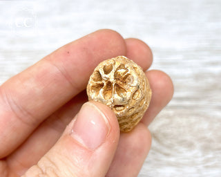 Fossil Agate Horsetail Seed Pod #5