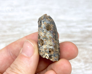 Fossil Agate Horsetail Seed Pod #6