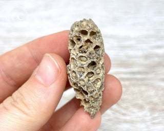 Fossil Agate Horsetail Seed Pod #7