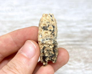 Fossil Agate Horsetail Seed Pod #10