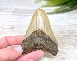 Megalodon Tooth #2