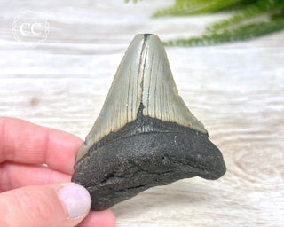 Megalodon Tooth #4