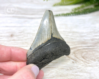 Megalodon Tooth #4