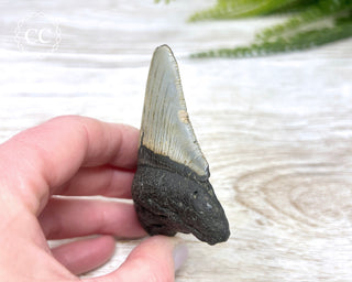 Megalodon Tooth #4