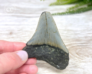 Megalodon Tooth #4