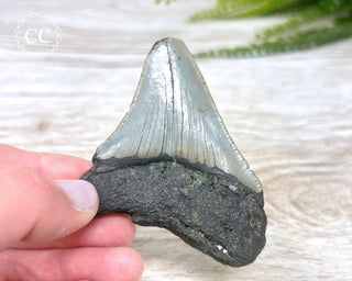 Megalodon Tooth #4