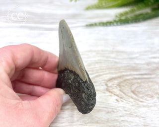 Megalodon Tooth #4
