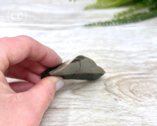Megalodon Tooth #4