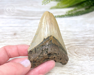 Megalodon Tooth #2
