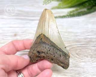 Megalodon Tooth #2
