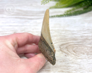 Megalodon Tooth #2