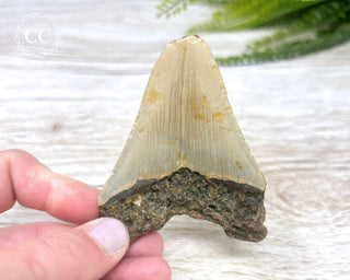 Megalodon Tooth #2
