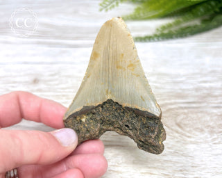 Megalodon Tooth #2