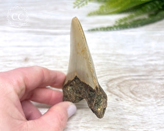 Megalodon Tooth #2