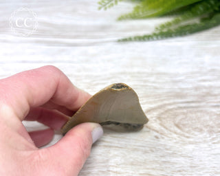 Megalodon Tooth #2