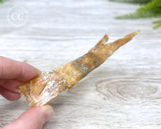 Golden Selenite | Gypsum - Australia #2