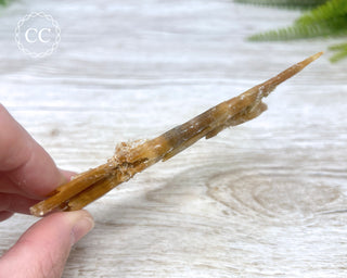 Golden Selenite | Gypsum - Australia #2