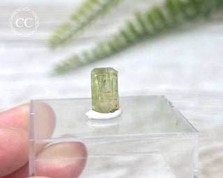 Green Apatite Crystal #5