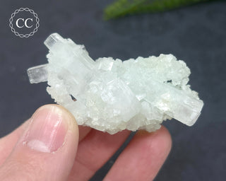 Pale Green Apophyllite Cluster #6